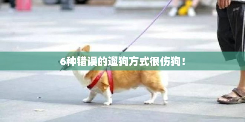 6种错误的遛狗方式很伤狗！