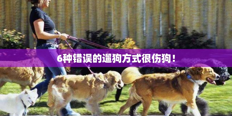 6种错误的遛狗方式很伤狗！