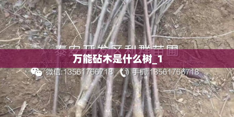 万能砧木是什么树_1