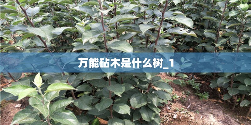万能砧木是什么树_1
