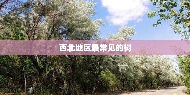 西北地区最常见的树