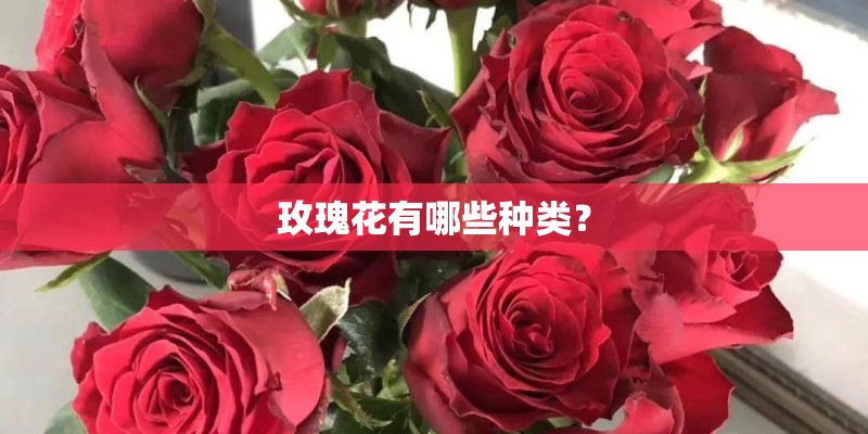 玫瑰花有哪些种类？
