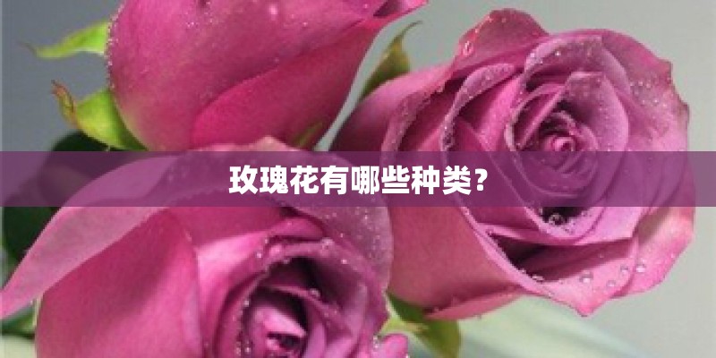 玫瑰花有哪些种类？
