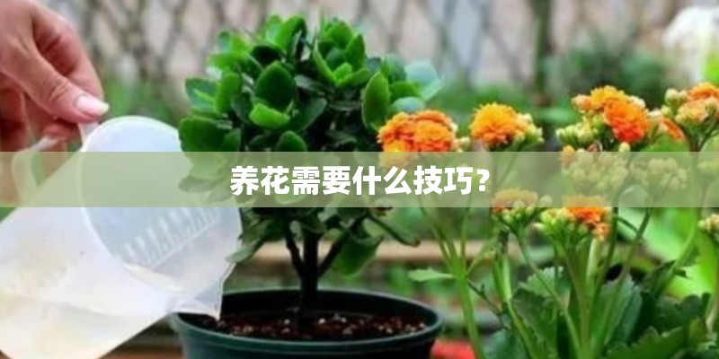 养花需要什么技巧？