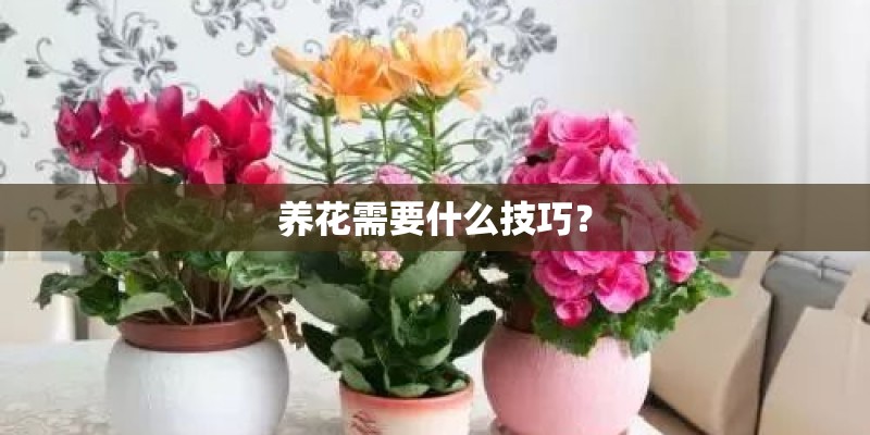 养花需要什么技巧？