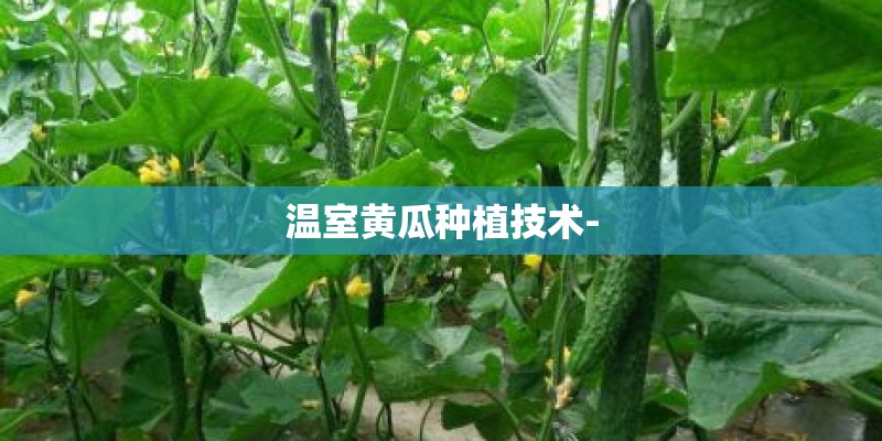 温室黄瓜种植技术-