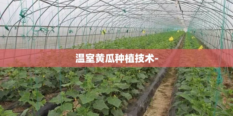 温室黄瓜种植技术-