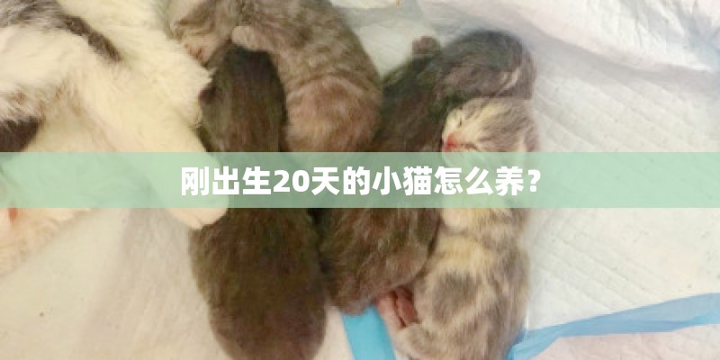 刚出生20天的小猫怎么养？