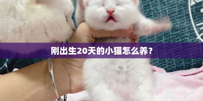 刚出生20天的小猫怎么养？