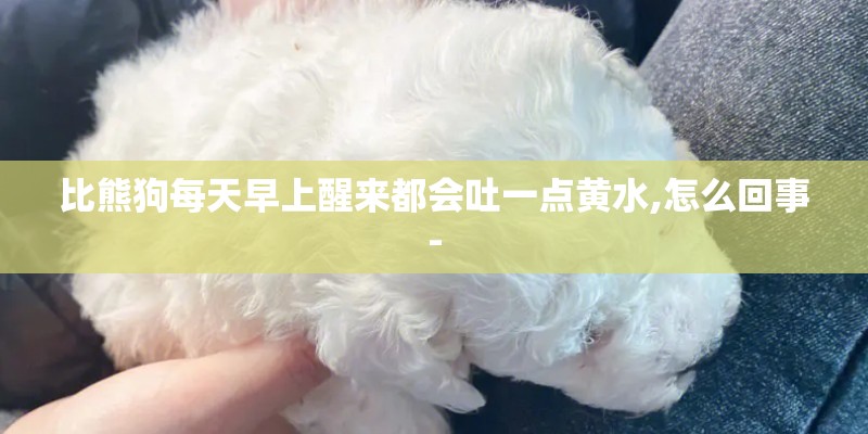比熊狗每天早上醒来都会吐一点黄水,怎么回事-