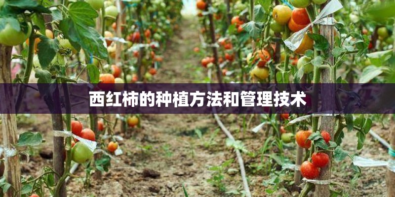 西红柿的种植方法和管理技术