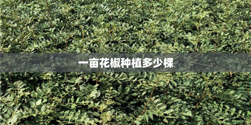 一亩花椒种植多少棵