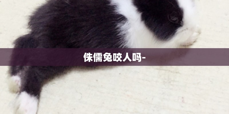 侏儒兔咬人吗-
