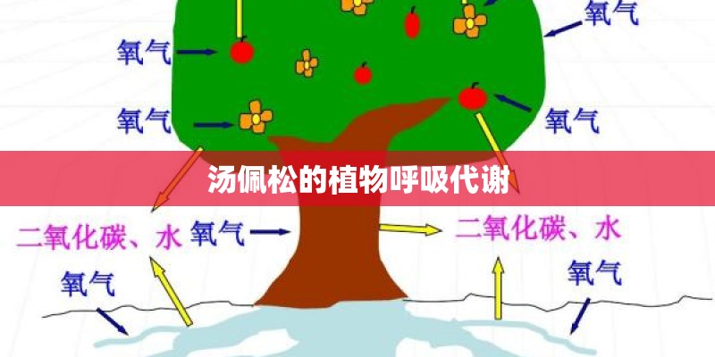 汤佩松的植物呼吸代谢