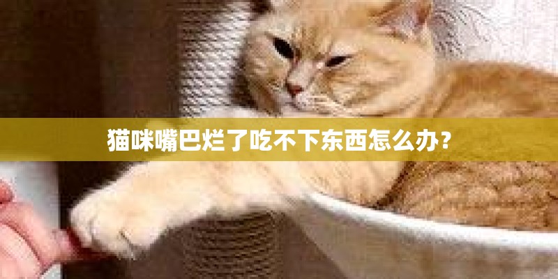 猫咪嘴巴烂了吃不下东西怎么办？