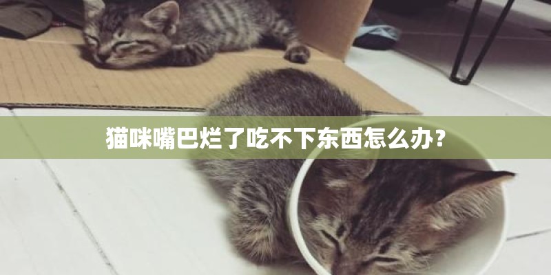 猫咪嘴巴烂了吃不下东西怎么办？