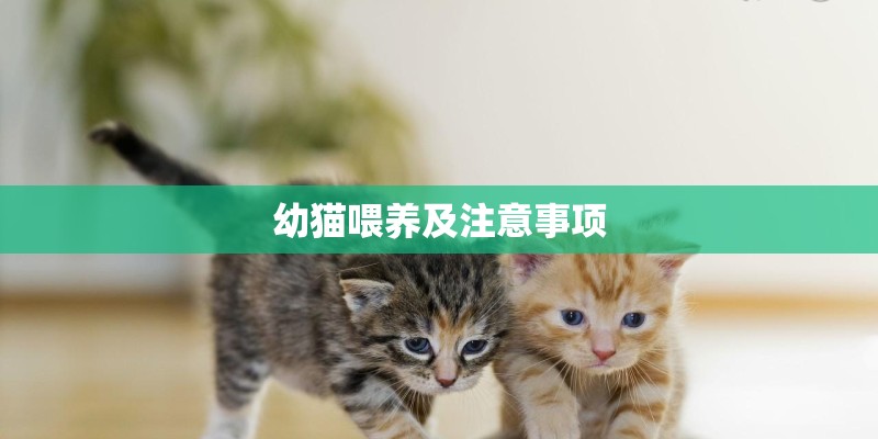 幼猫喂养及注意事项