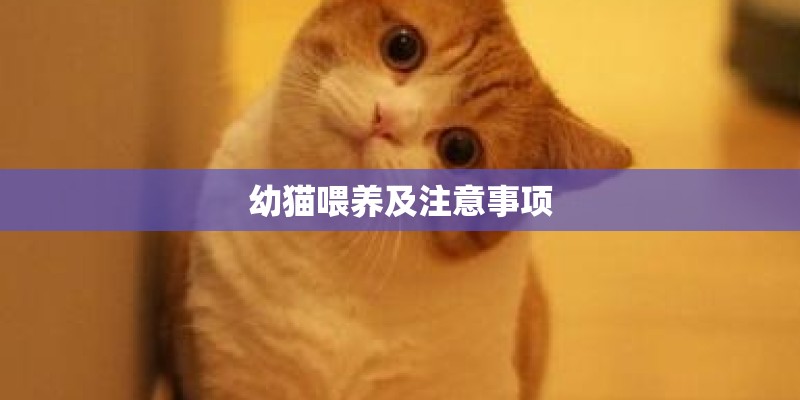 幼猫喂养及注意事项