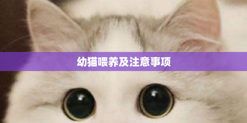 幼猫喂养及注意事项