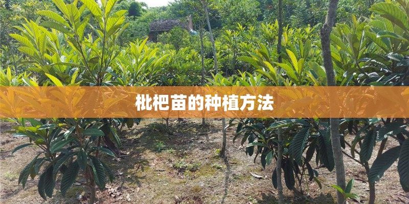 枇杷苗的种植方法 枇杷苗的种植方法