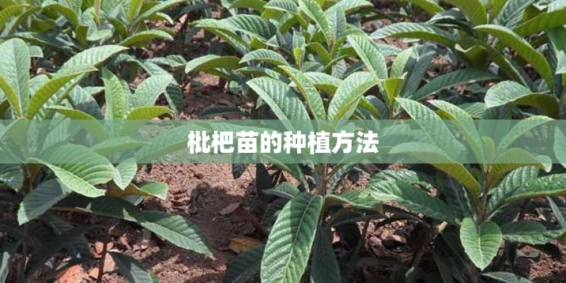 枇杷苗的种植方法 枇杷苗的种植方法