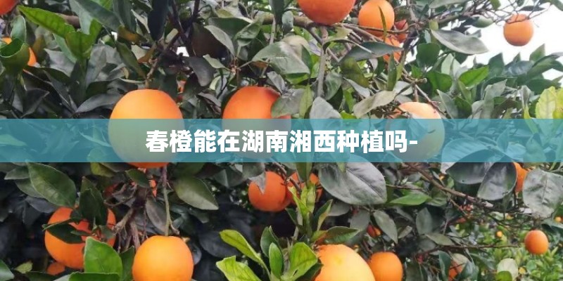 春橙能在湖南湘西种植吗-