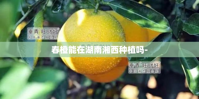 春橙能在湖南湘西种植吗-