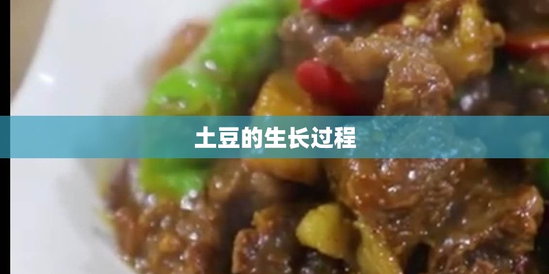 土豆的生长过程
