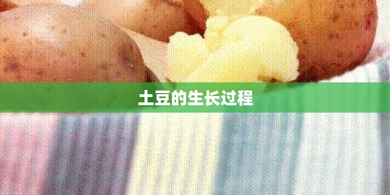 土豆的生长过程