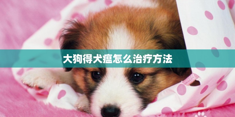 大狗得犬瘟怎么治疗方法