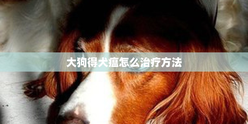 大狗得犬瘟怎么治疗方法