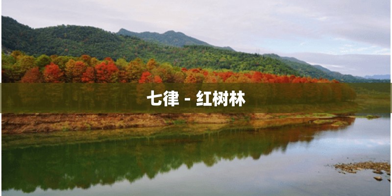 七律 - 红树林