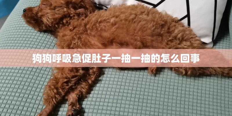 狗狗呼吸急促肚子一抽一抽的怎么回事