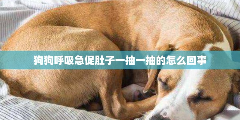 狗狗呼吸急促肚子一抽一抽的怎么回事 狗狗呼吸急促肚子一抽一抽的怎么回事