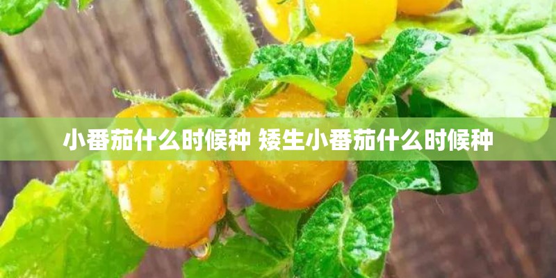 小番茄什么时候种 矮生小番茄什么时候种