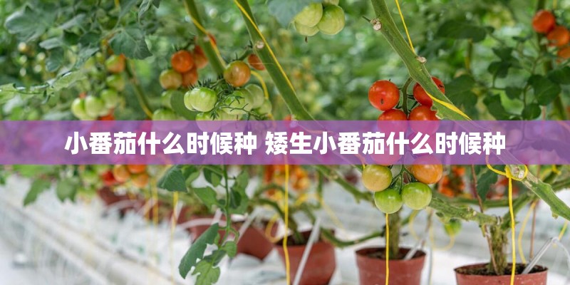 小番茄什么时候种 矮生小番茄什么时候种