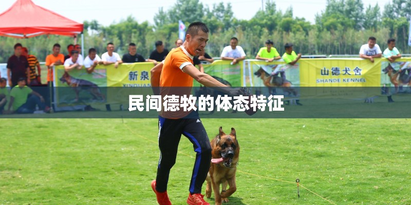 民间德牧的体态特征
