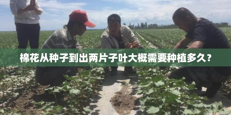 棉花从种子到出两片子叶大概需要种植多久？