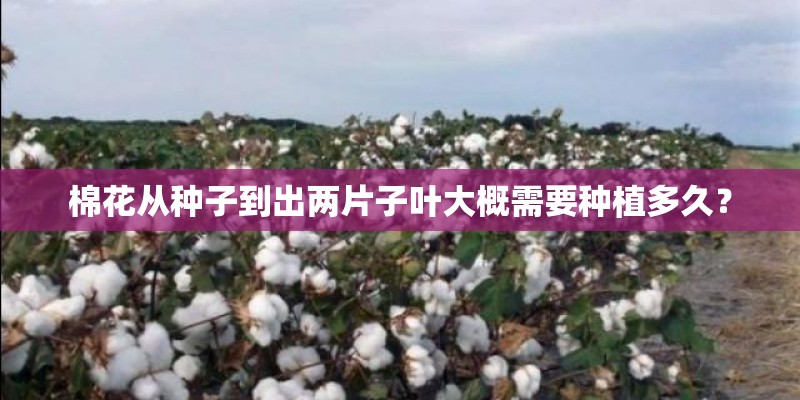 棉花从种子到出两片子叶大概需要种植多久？