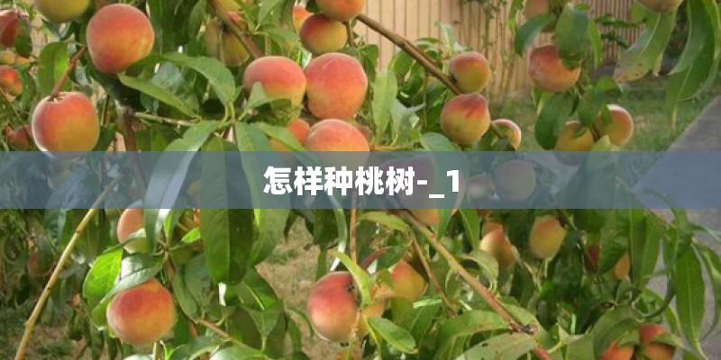 怎样种桃树-_1