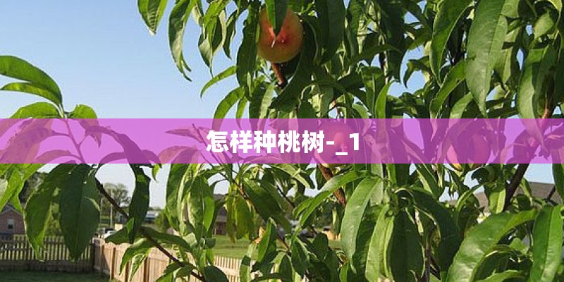 怎样种桃树-_1
