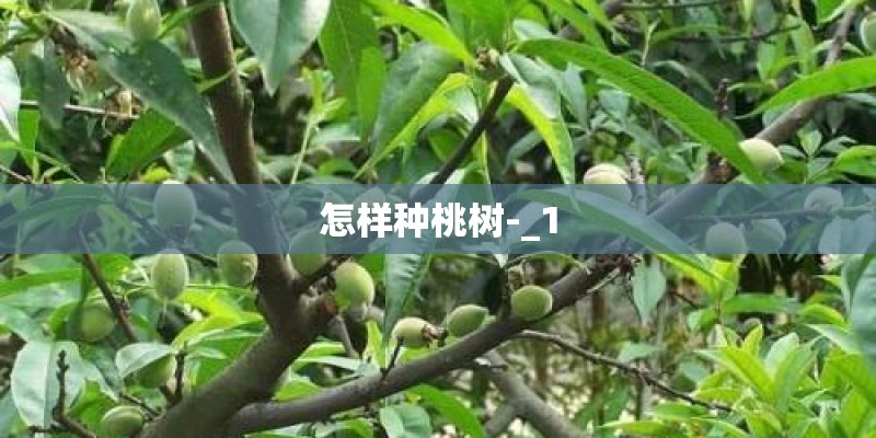 怎样种桃树-_1