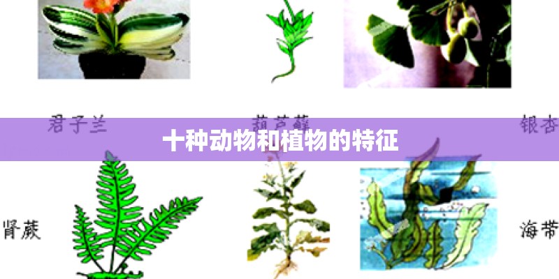 十种动物和植物的特征