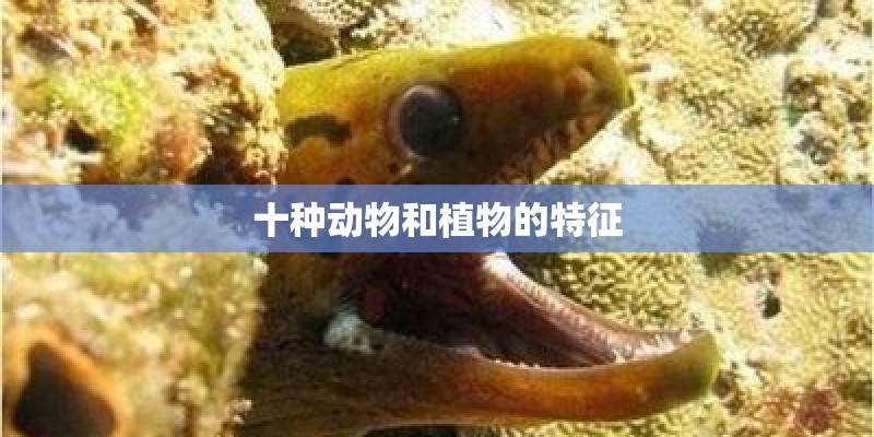 十种动物和植物的特征 十种动物和植物的特征