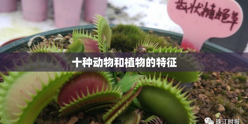 十种动物和植物的特征 十种动物和植物的特征