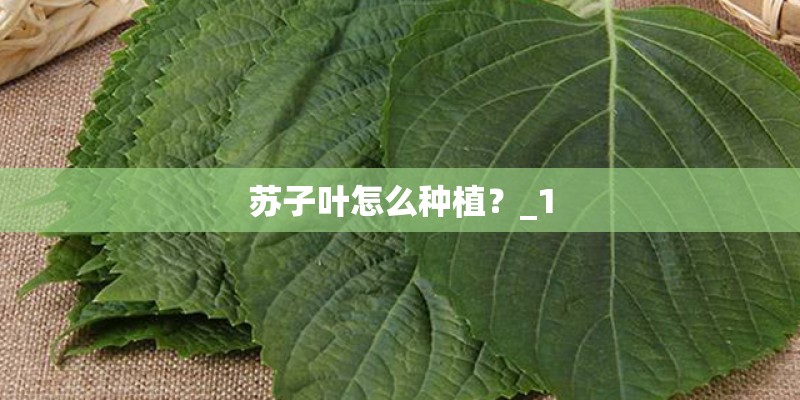 苏子叶怎么种植？_1