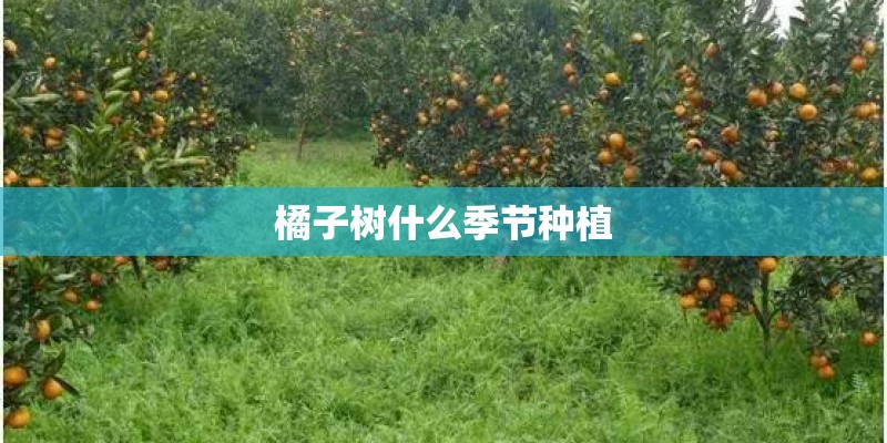 芹芽怎么种植技术_1