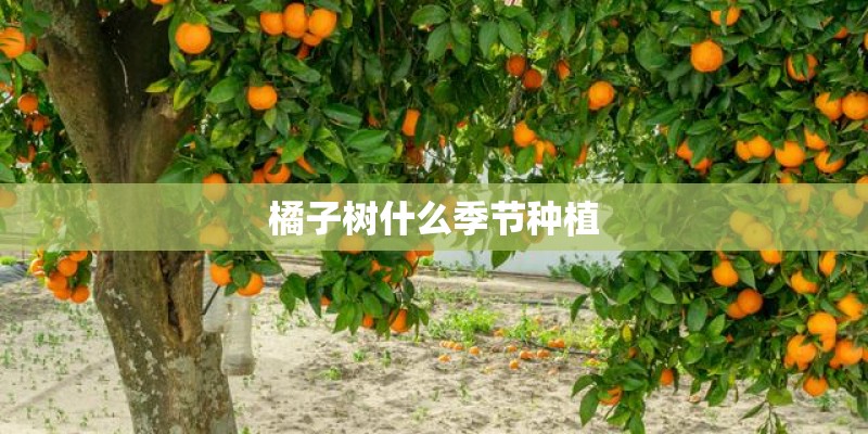 橘子树什么季节种植