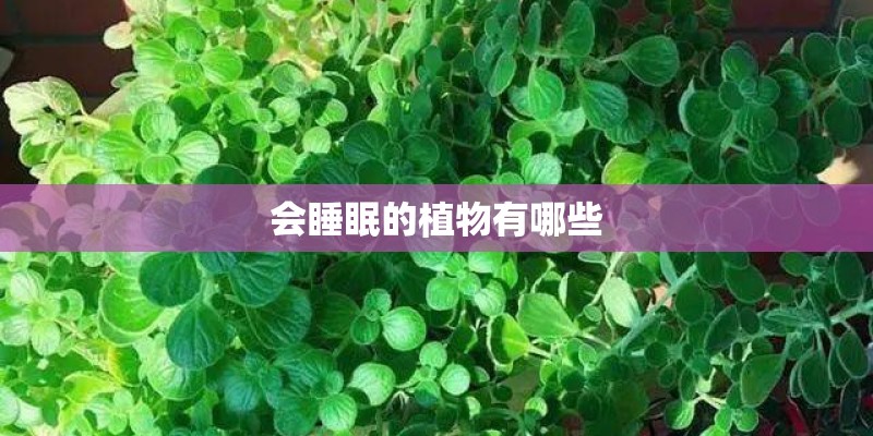 会睡眠的植物有哪些