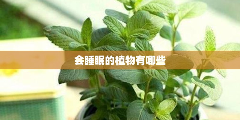 会睡眠的植物有哪些 会睡眠的植物有哪些